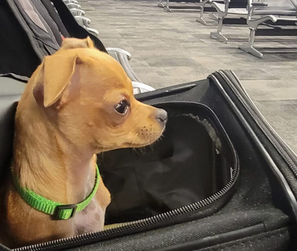 When it's time to travel with your fur baby you need to know the rules of having cats and dogs on airplanes