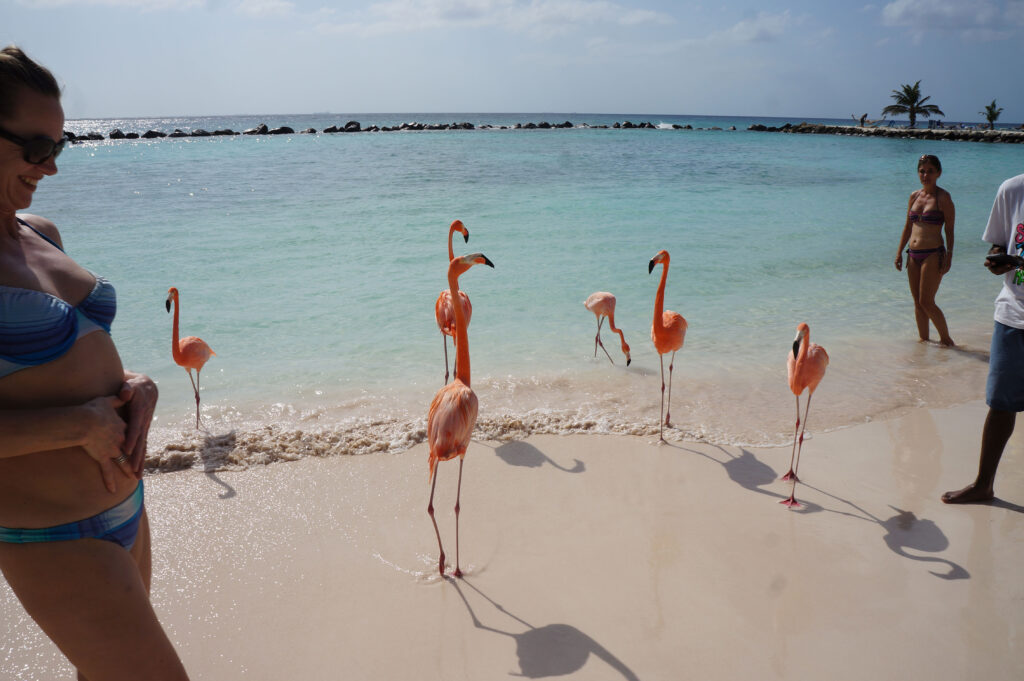 Exotic Animals in Aruba like a Flamingo are always available