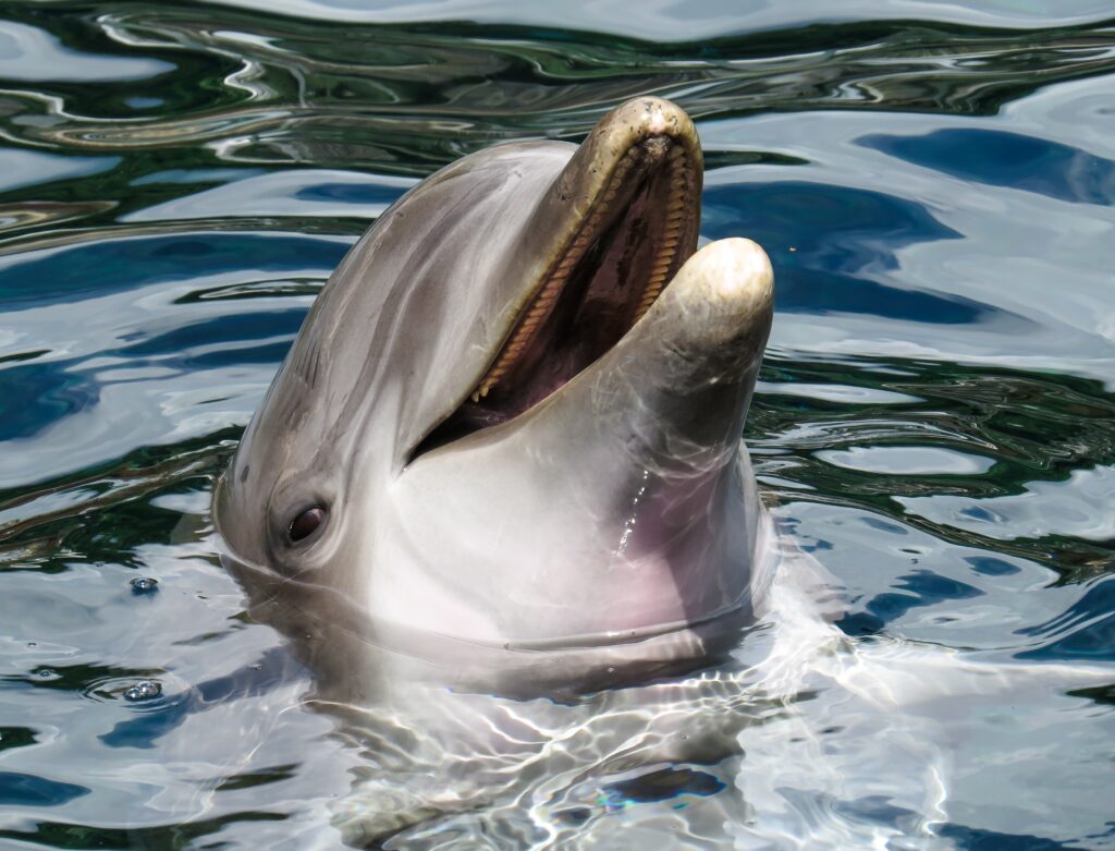 Meet the dolphins off the coast of Tybee Island